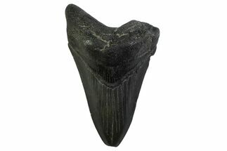 Fossil Megalodon Tooth - Georgia #338680