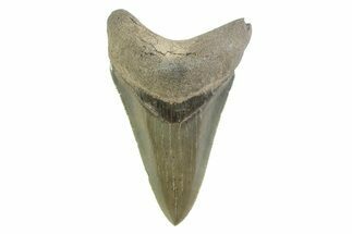 Serrated, Colorful, Fossil Megalodon Tooth - Georgia #338783
