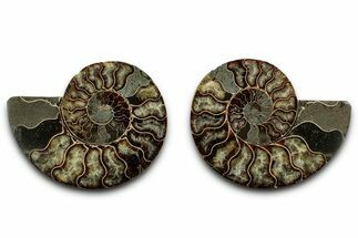 Cut & Polished, Agatized Ammonite Fossil - Madagascar #346151