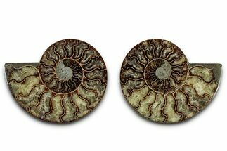 Cut & Polished, Agatized Ammonite Fossil - Madagascar #346154