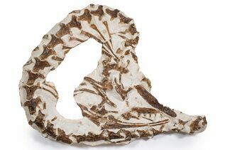 Reptile, Amphibians & Synapsids For Sale