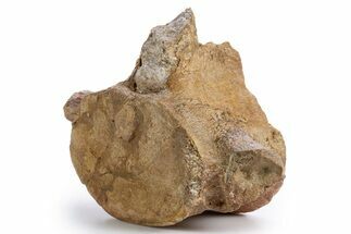 Fossil Plesiosaur (Thililua?) Pectoral Vertebra - Asfla, Morocco #346986