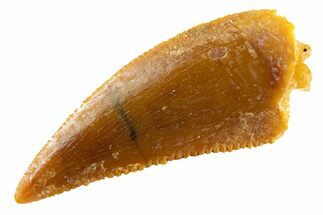 Serrated Raptor Tooth - Real Dinosaur Tooth #346993