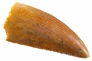 Serrated Raptor Tooth - Real Dinosaur Tooth #346999