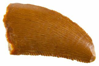 Serrated Raptor Tooth - Real Dinosaur Tooth #347002