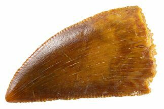 Serrated Raptor Tooth - Real Dinosaur Tooth #347015