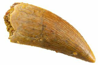Serrated Raptor Tooth - Real Dinosaur Tooth #347019