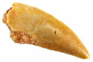 Serrated Raptor Tooth - Real Dinosaur Tooth #347026