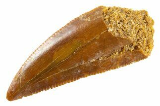 Serrated Raptor Tooth - Real Dinosaur Tooth #347029