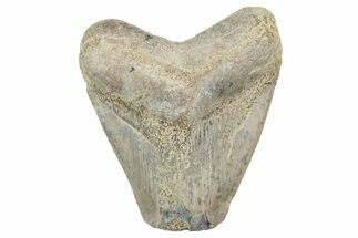 Bargain, , Fossil Megalodon Tooth - Georgia #338837