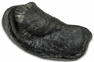 Large Fossil Whale Ear Bone - South Carolina #346964