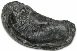 Large Fossil Whale Ear Bone - South Carolina #346968