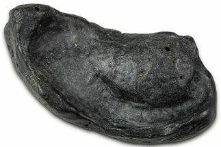 Fossil Whale Ear Bone - South Carolina #346977