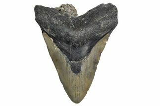 Bargain, Fossil Megalodon Tooth - North Carolina #347125