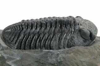 Prone Phacopid (Drotops) Trilobite - Mrakib, Morocco #347267
