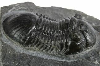 Paralejurus Trilobite Fossil - Ofaten, Morocco #347279