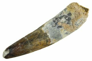 Fossil Spinosaurus Tooth - Real Dinosaur Tooth #347154
