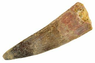 Fossil Spinosaurus Tooth - Real Dinosaur Tooth #347160