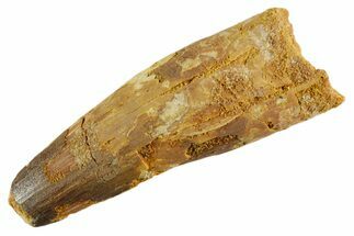 Fossil Spinosaurus Tooth - Feeding Worn Tip #347163