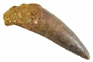 Fossil Spinosaurus Tooth - Real Dinosaur Tooth #347170