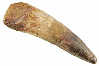 Fossil Spinosaurus Tooth - Real Dinosaur Tooth #347181