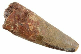 Bargain, Fossil Spinosaurus Tooth #347184
