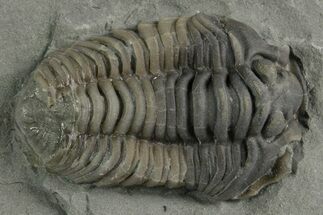 Flexicalymene Trilobite - Mt Orab, Ohio #347314