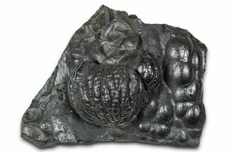 Botryoidal Goethite Formation - Taouz, Morocco #347222