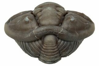 Wide Enrolled Flexicalymene Trilobite - Mt Orab, Ohio #347258