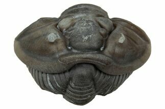 Wide Enrolled Flexicalymene Trilobite - Mt Orab, Ohio #347264