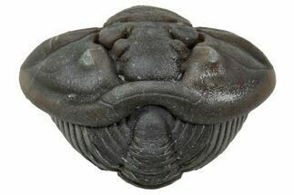 Wide Enrolled Flexicalymene Trilobite - Mt Orab, Ohio #347266