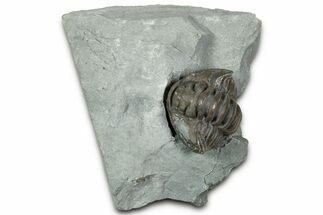 Removable, Wide Enrolled Flexicalymene Trilobite - Mt Orab, Ohio #347271