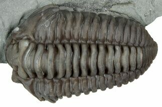 Prone Flexicalymene Trilobite - Mt Orab, Ohio #347291