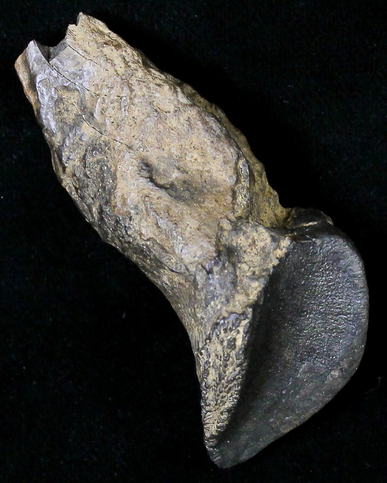 teeth of triceratops