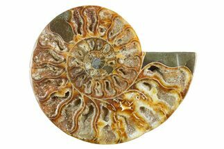 Cut & Polished Ammonite Fossil (Half) - Madagascar #347522