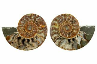 Cut & Polished, Agatized Ammonite Fossil - Madagascar #347534