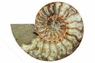 Cut & Polished Ammonite Fossil (Half) - Madagascar #347537