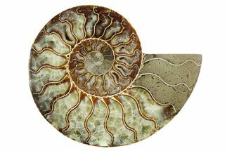 Cut & Polished Ammonite Fossil (Half) - Madagascar #347538
