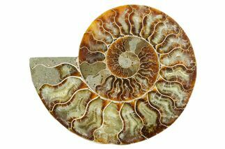 Cut & Polished Ammonite Fossil (Half) - Madagascar #347545