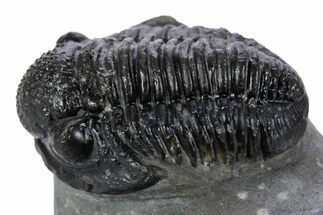 Detailed Gerastos Trilobite Fossil - Morocco #347358