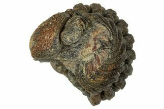 Wide, Enrolled Morocops Trilobite - Morocco #347225