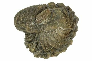 Wide, Enrolled Morocops Trilobite - Morocco #347236