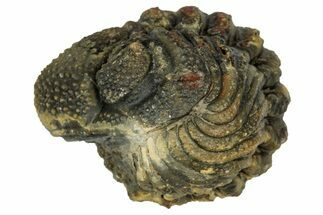 Wide, Enrolled Morocops Trilobite - Morocco #347244