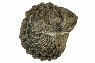 Wide, Enrolled Morocops Trilobite - Morocco #347250