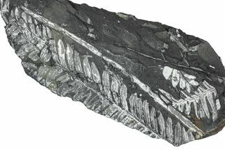 Fossil Seed Fern (Alethopteris) Plate - Pennsylvania #347667