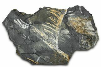 Fossil Seed Fern (Alethopteris) Plate - Pennsylvania #347668