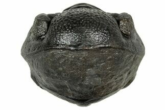 Wide, Enrolled Pedinopariops Trilobite - Excellent Eyes #347748