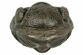 Wide, Enrolled Pedinopariops Trilobite - Excellent Eyes #347749