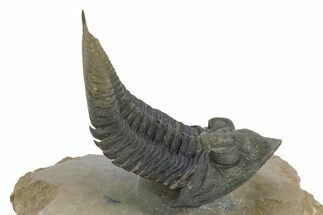 Large Zlichovaspis Trilobite - Healed Injury! #347784