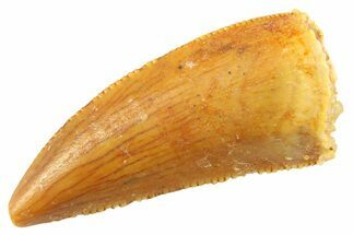 Serrated Raptor Tooth - Real Dinosaur Tooth #347047